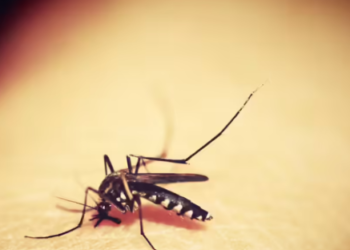 Doctors warn: Do not assume dengue is cured just because the fever has subsided.