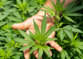 Cannabis plants found in Kerala temple premises