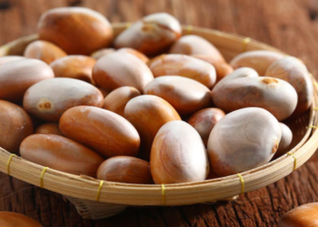 ಹಲಸಿನ ಹಣ್ಣಿನ ಬೀಜ: ಪೌಷ್ಟಿಕಾಂಶಗಳ ಭಂಡಾರ
