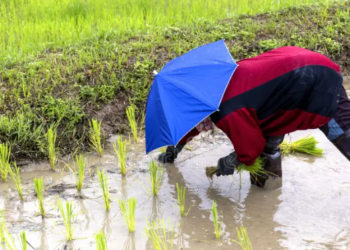 The tradition of transplanting paddy seedlings: A practical agriculture lesson for students.