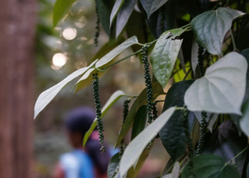 Black Pepper: 'Black Gold' for Farmers and a High-Income Crop