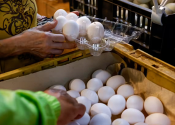 Sharp rise in egg and chicken prices; consumers hit hard by drop in production.