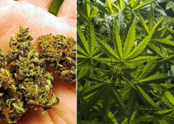 Ganja parcel sent via Speed ​​Post; nationwide drug network busted.