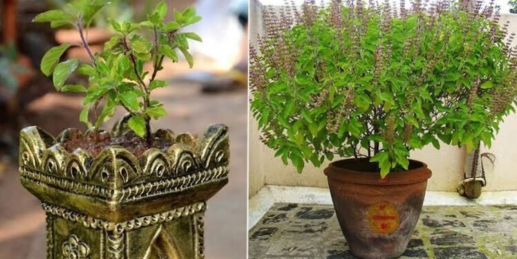 ತುಳಸಿ ಗಿಡಕ್ಕೆ ಈ ದಿಕ್ಕು ಶುಭ : ಟೆರೆಸ್‌ನಲ್ಲಿ ಬೆಳೆಸುವವರು ಗಮನಿಸಿ