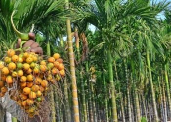 ಅಡಿಕೆ ಬೆಳೆಗಾರರ ಗಮನಕ್ಕೆ: ರೋಗನಾಶಕ ಖರೀದಿಗೆ ಸರ್ಕಾರದಿಂದ ಸಹಾಯಧನ