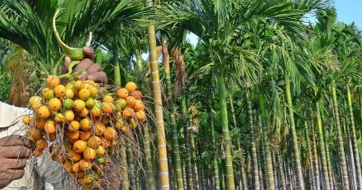 ಅಡಿಕೆ ಬೆಳೆಗಾರರ ಗಮನಕ್ಕೆ: ರೋಗನಾಶಕ ಖರೀದಿಗೆ ಸರ್ಕಾರದಿಂದ ಸಹಾಯಧನ