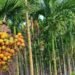 ಅಡಿಕೆ ಬೆಳೆಗಾರರ ಗಮನಕ್ಕೆ: ರೋಗನಾಶಕ ಖರೀದಿಗೆ ಸರ್ಕಾರದಿಂದ ಸಹಾಯಧನ