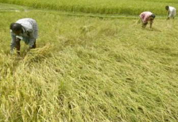 Impact of rainfall deficit: Steep rise in prices of rice, lentils, and cumin seeds.