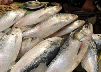 New market for fishermen through 'Seafood at Doorsteps'