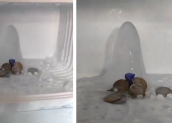 Worship of ice formation resembling a Shivling: Viral incident in Agra