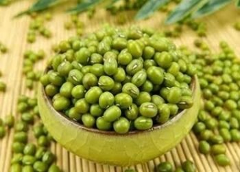 ಕಾಳಿನ ಬೆಲೆ ಗಗನಕ್ಕೇರಿದರೂ ರೈತನ ಕೈ ಖಾಲಿ; ಹೆಸರು ಬೆಳೆ ನಷ್ಟದಿಂದ ಸಂಕಷ್ಟದಲ್ಲಿ ರೈತರು