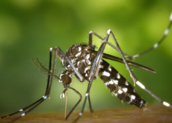 Today (Aug 20) is World Mosquito Day: Mosquito control is the path to protection.