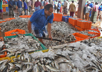 Fish trade halted: CM DKSHI furious with officials