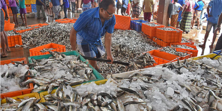Fish trade halted: CM DKSHI furious with officials